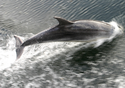 Tursiops-New_Zealand_(C)_Shek_Graham-Floskr.jpg