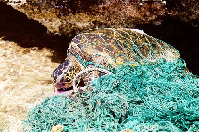 Turtle_entangled_in_marine_debris_(ghost_net).jpg