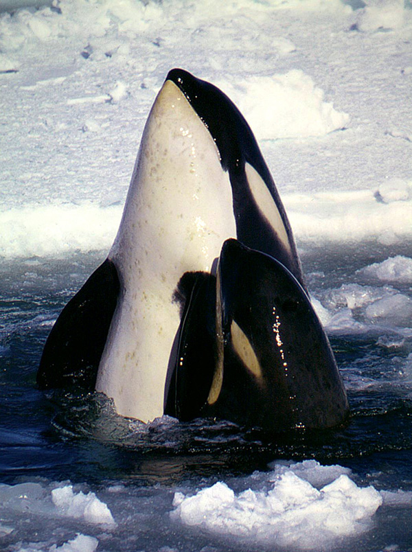 Type_C_Orcas_-domaine_public.jpg