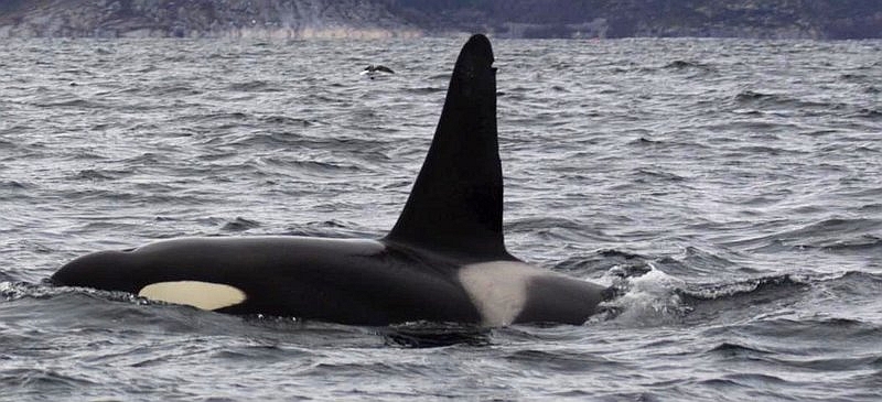 Tysfjord orca (C) Manuel Anastácio.jpg