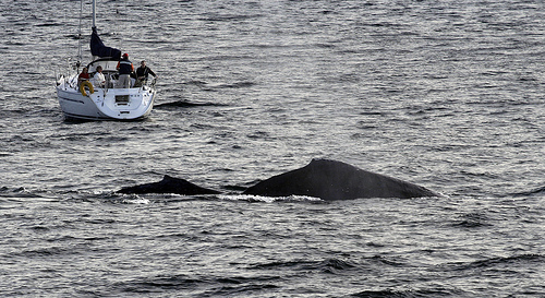 Whale-Watching (C) Laurence_grayson_Flickr.jpg
