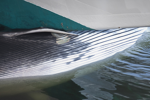 Whale-ship collision- (C) Eyesplash-Mikul-Flickers.jpg