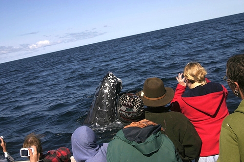 Whale-watching (C) tylerc083_Flickr.jpg