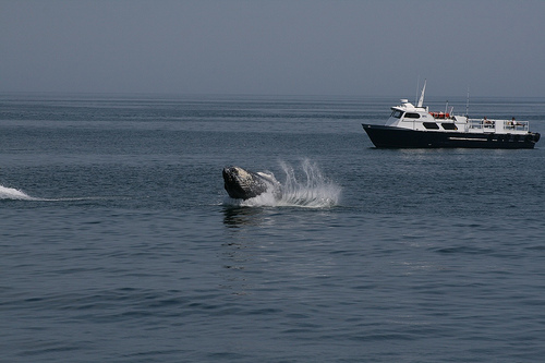 Whale-watching-Humpback (C) Paulcjones_Flickr.jpg