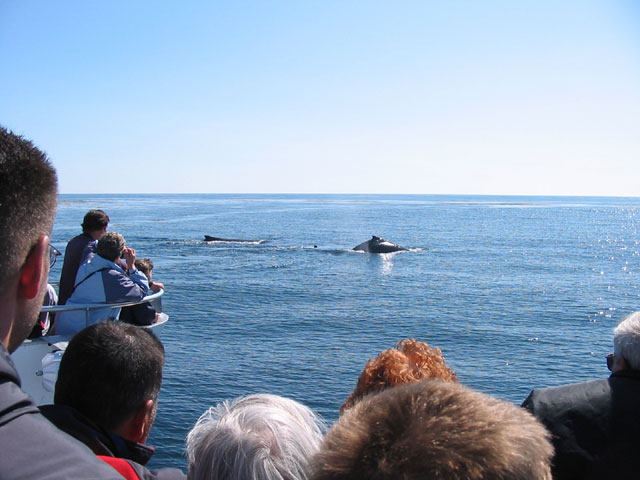 Whale_Watching 12 08 14.jpg