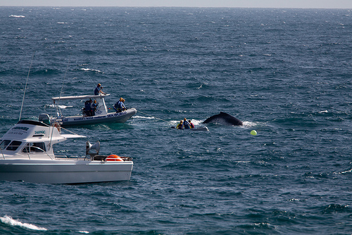 Whale_caught_shark_net---13_10_09_-(C)_Michael_Dawes_FLickr.jpg