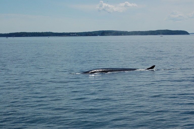 Whale_in_Bay_of_Fundy_03.jpg