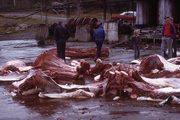 Whale_skinning_09.jpg