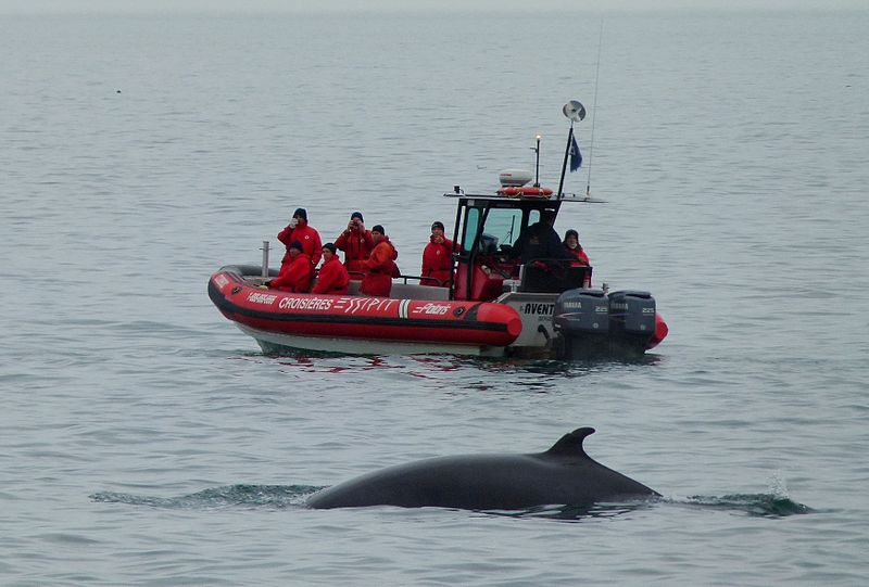 Whale_watching_Tadoussac_04.jpg