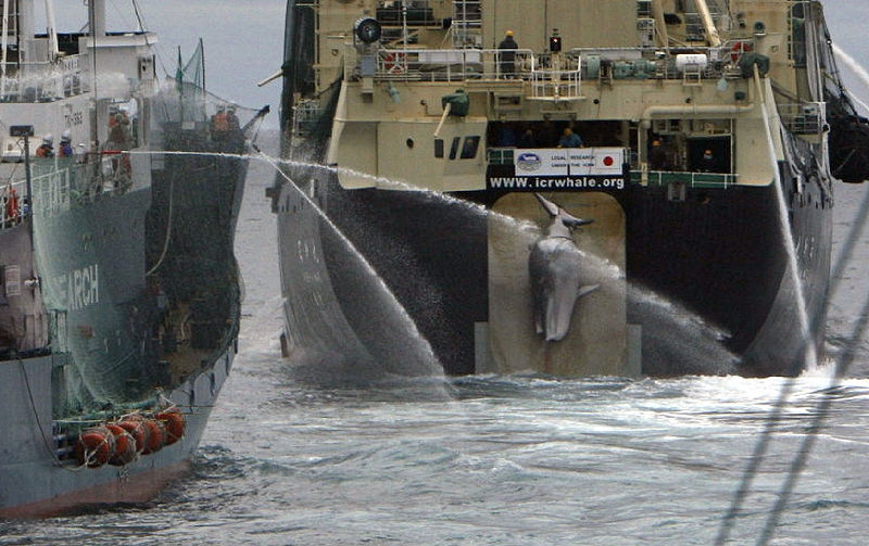 Whaling (C)FLickr.jpg