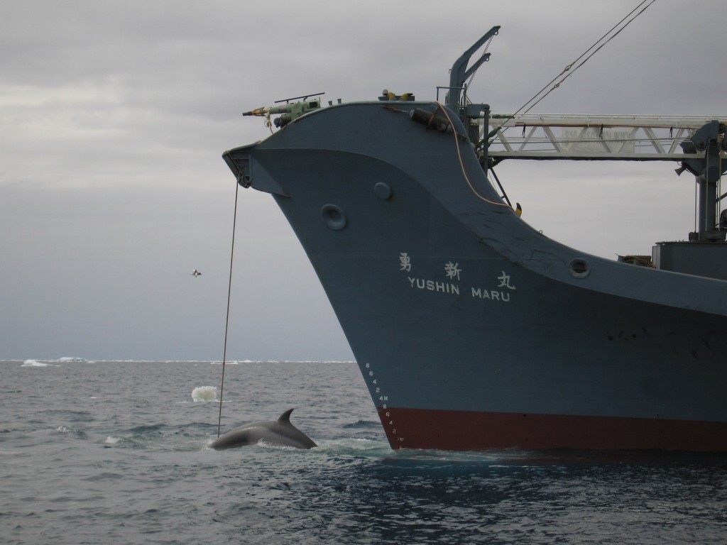 Yushin-Maru-Baleine-1024x768.jpg