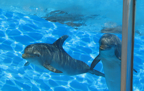 Zoomarine_Roma-dolphins(C)_Elena_Landi_aka_Cattivik3_Flickr.jpg