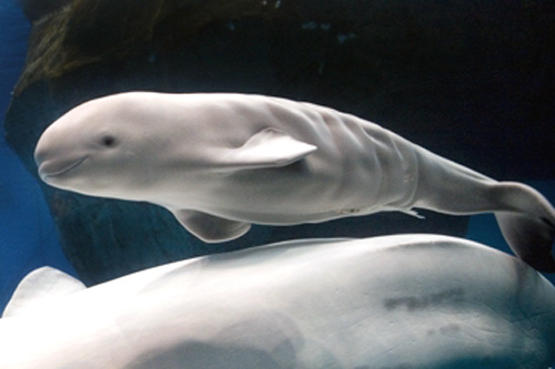 baby beluga (C) christina s Play Place_Flickr.jpg