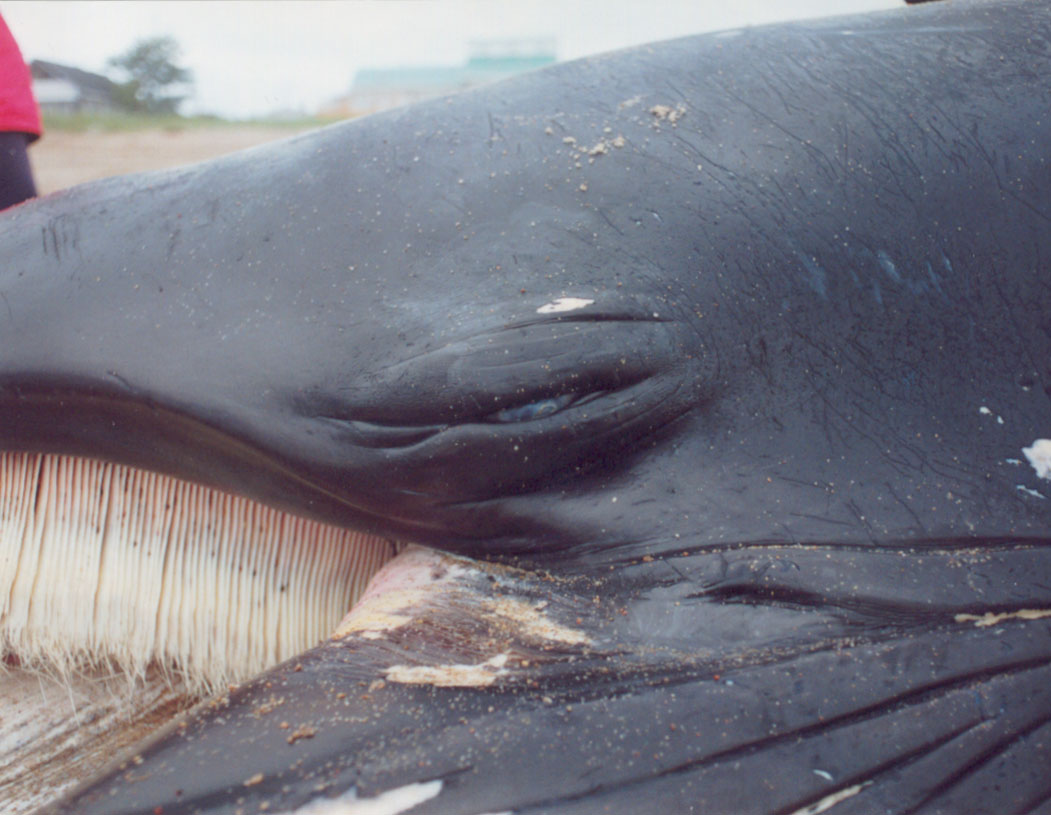 baleine echouee (C)Jaques Gélineau.Le monde en image.CCDMD 27 10.jpg
