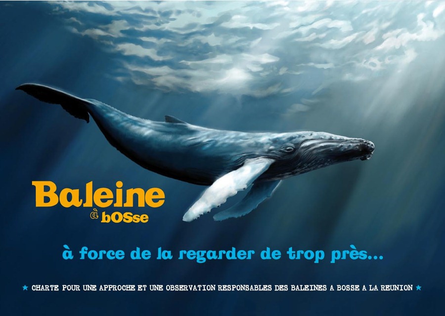 baleine-charte-approche-2.jpg