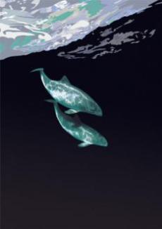 baleines_et_dauphins_2.jpg