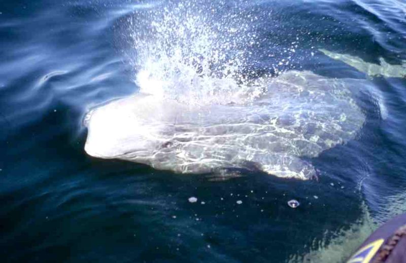 beluga - Churchill river - Canada(C) Ansgar Walk.jpg