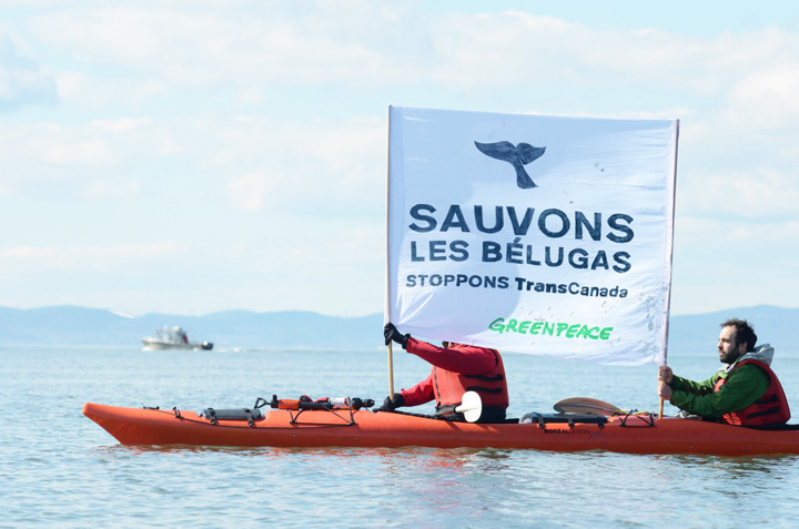 belugas-greenpeace.jpg
