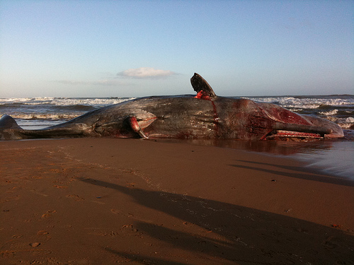 dead whale (C) karlossus.Flickr.jpg