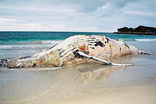 dead_whale_-------(C)_freeoguy_Flickr.jpg