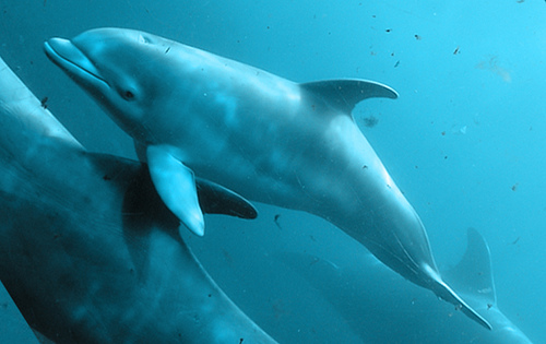 dolphin calf -29_03_09 (C) Vincent Teeuwen_Flickr.jpg