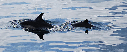 dolphin porpoise - scotland (C) georgep008_FLickr.jpg