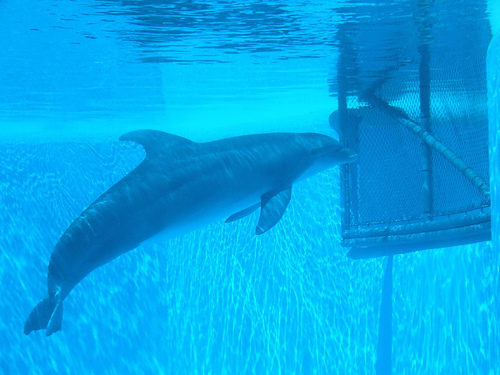 dolphin_-_Mirage_Las_Vegas_(C)_Chalkie_CC_FLickr.jpg