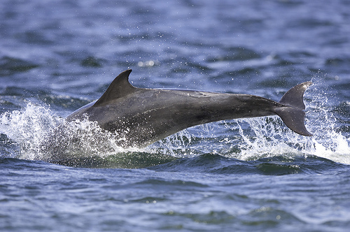 dolphinpix_Flickr.jpg