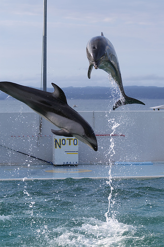 dolphins(C)_tetzl_flickr.jpg