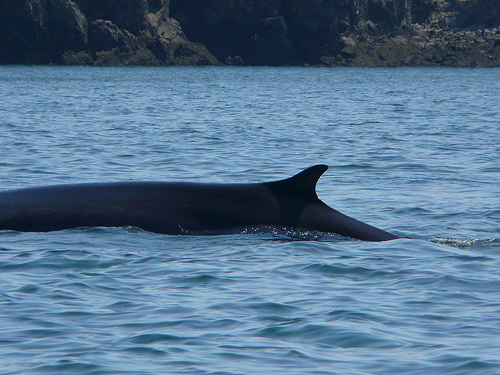 fin whale-- (C) headharbourlight_FLickr.jpg