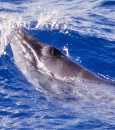 La baleine pygmée (Caperea marginata) est le seul survivant d’une famille que l’on pensait éteinte depuis 2 millions d'années - (C) NOAA