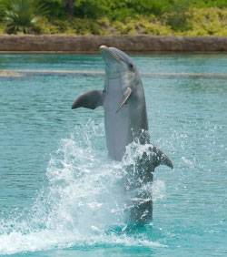 les-dauphins-apprennent-a-marcher-sur-l-eau_31334_w250.jpg