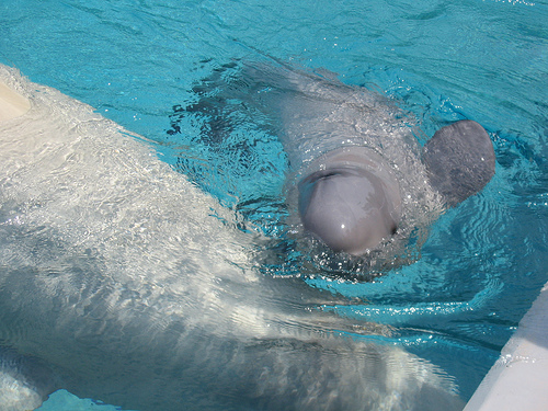 marineland_canada_06--_(C)_mattclare_Flickr.jpg