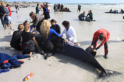 news_090604_1_Beached_Whales.jpg