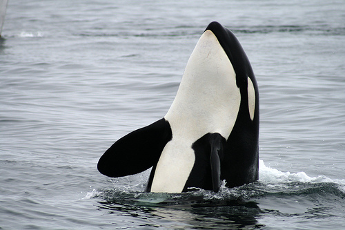 orca_monterey_bay_-C-_Chiara_Abbate.Flickr.jpg