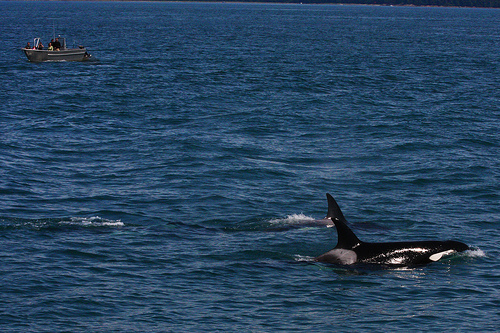 orca_watching_(C)_Rennett_Stowe-Flickr.jpg