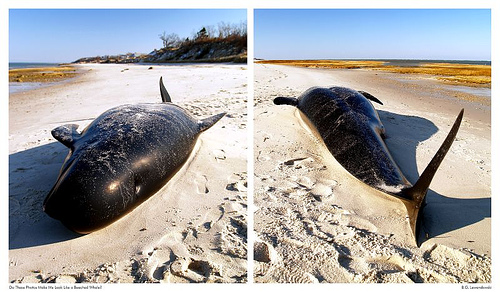 pilot_whale_(C)_BGLewandowski_Flickr.jpg