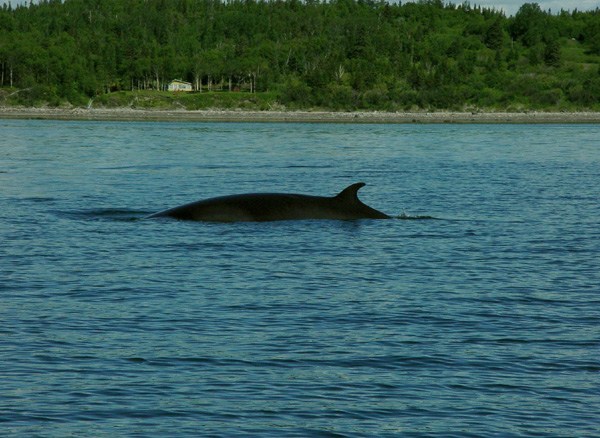 rorqual(c)Laborde.Peyré Marcel. le monde en image-CCDMD.jpg