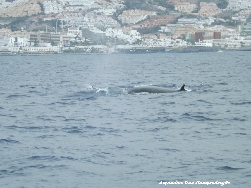 rorqual_tenerife (2) pour site.jpg