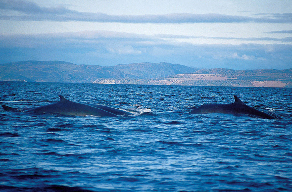 rorquals-saint-laurent (C)Gaétan Beaulieu_Le monde en image_CCDMD.jpg