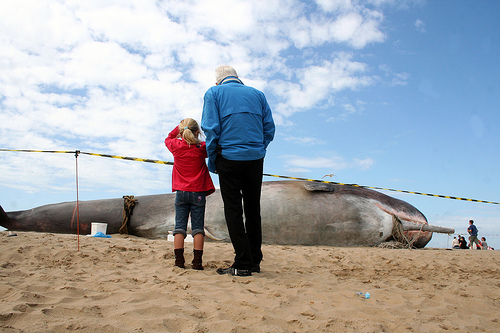 sperm whale stranded(C) Marie -II-FLickrjpg.jpg