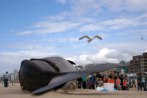 sperm_whale_stranded-Netherlands(C)_Marie-II-Flickr.jpg