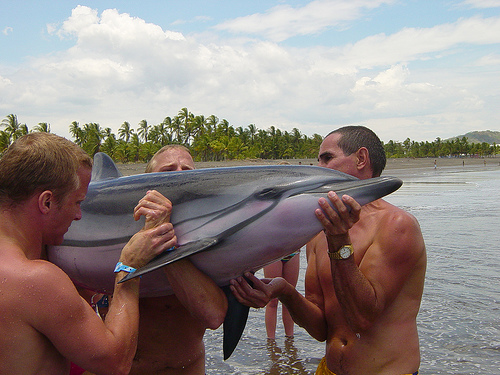 striped dolphin-28_01_09 ----(C) Three sad tigers_FLickr.jpg