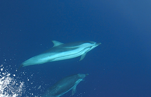 stripeddolphins2_sefsc (C) NOAA.jpg