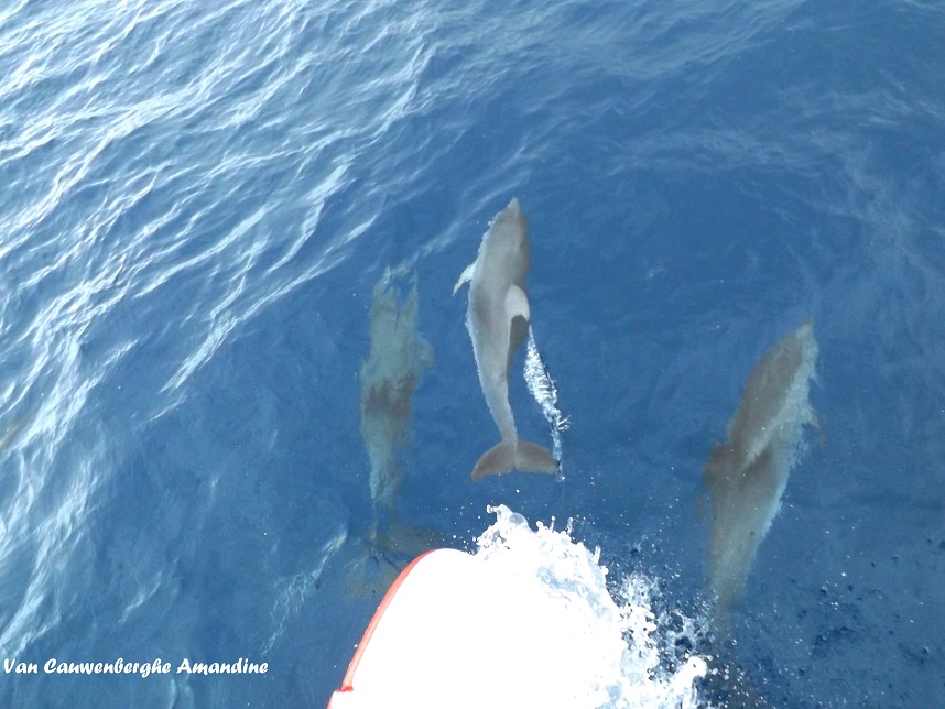 tursiops_tenerife (23) pour site.jpg