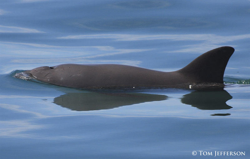 vaquita_2425_tjefferson.jpg