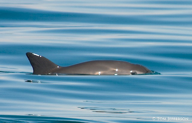 vaquita_org_tom_jefferson_p.jpg