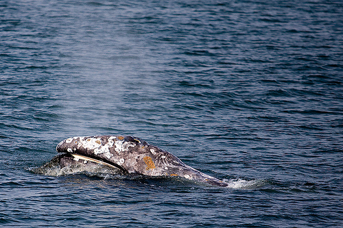 whale ---(C) jason.rojas.Flickr.jpg