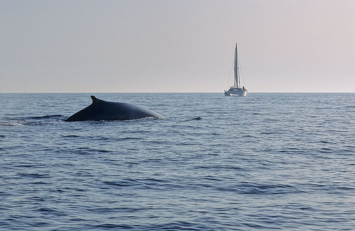 whale---- (-C) Fondation Nicolas Hulot-flickr.jpg