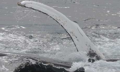 whale-saves-seal-001 30 11 13.jpg